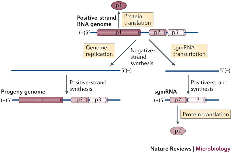 NUTRI WEST RNA DNA PLUS 60ST