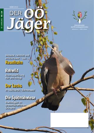 CHI KAMFER WILD 20ML