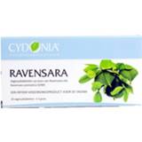 CYDONIA RAVENSARA 10TB